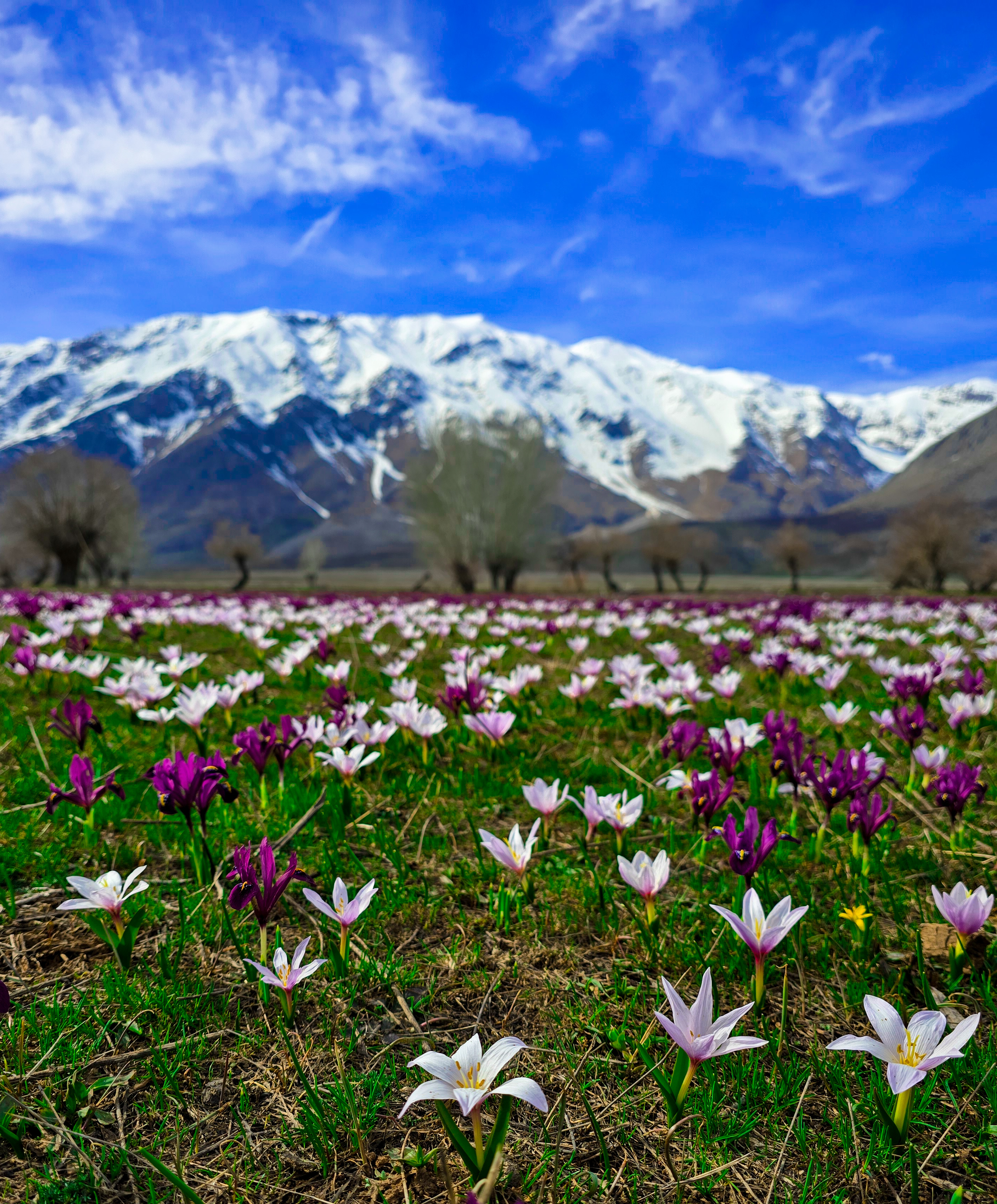 Crocus Fields